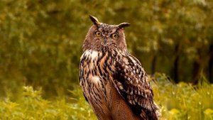 Грач лат Corvus frugilegus Слушать пение грача. Смотреть живые картинки.