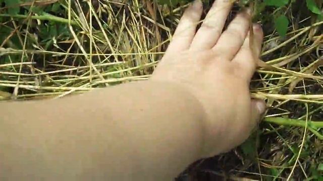 увеличиваем урожайность картошки, веерное окучивание смотреть онлайн