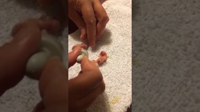 Птенцы попугаев, кормление смотреть онлайн