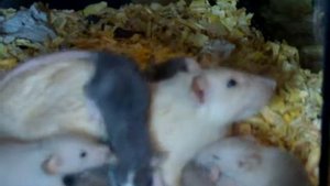 Крысятам уже 3 недели!
