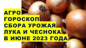 Агрогороскоп сбора урожая озимых чеснока и лука в Июне 2023 года