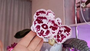 Красивенный азиатский биг лип!!! Как же ты шикарный!!! Lioulin R lip 1274.