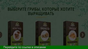 Белые Грибы Дома Выращивание
