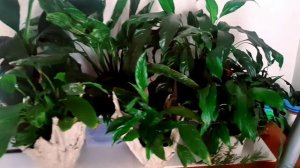 EASY CARE INDOOR PLANTS / INDOOR PLANTS FOR BEGINNERS