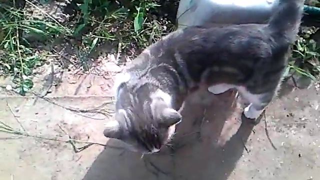 Мой кот на даче смотреть онлайн