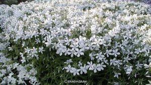 Флокс растопыренный голубой: посадка и уход