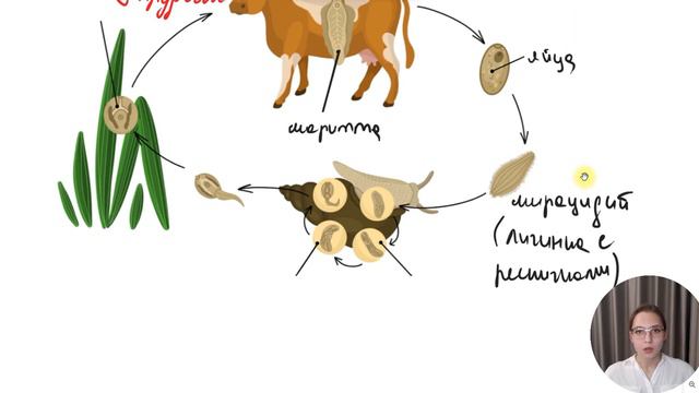 Жизненный цикл печеночного сосальщика смотреть онлайн