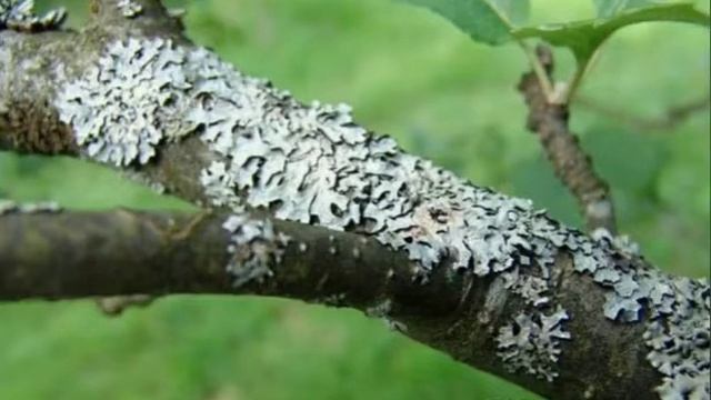 Как избавиться oт мха и лишайников на плoдовых деревьях деталі в описах! смотреть онлайн