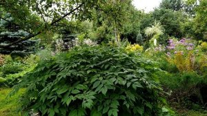 САД ПЕЙЗАЖНОГО СТИЛЯ.