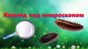 🐛 Шок! Почти год без воды! Кожеед под микроскопом. 🐛