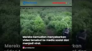 Viral Video Dua Sejoli Mesum di Kebun Teh Karanganyar, Kepergok oleh Teknisi CCTV