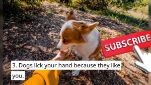 Why Do Dogs Lick Your Hand? 16 Reasons Why Dog lick your Hand so much Explained.