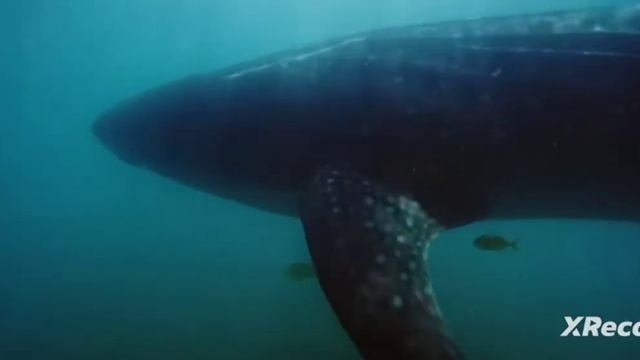 ПОДВОДНОЕ ЦАРСТВО смотреть онлайн