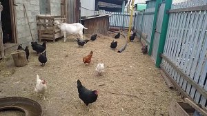 Первый вывод цыплят.