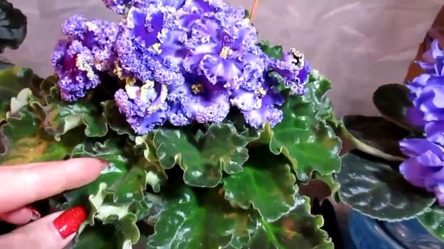 Коллекция фиалок Натальи Тузовой смотреть онлайн