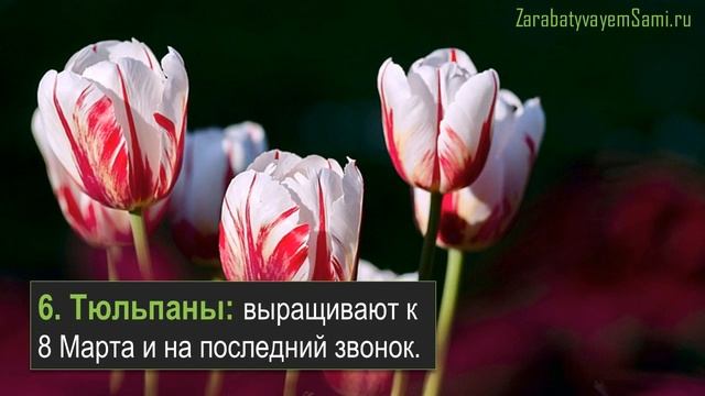 8 разновидностей цветов для выращивания в теплице