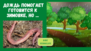 Дождь помогает готовиться к зимовке, но главное не упустить момент и вовремя утеплить бурты с червём