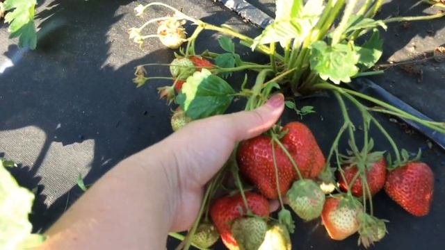 Камрад Победитель крупноплодный сорт клубники