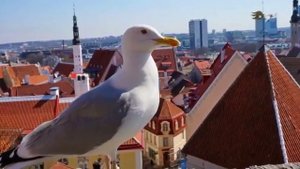 Георг Отс Песня о Таллине