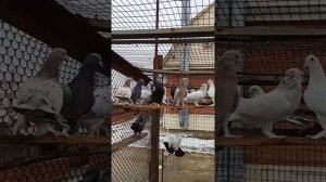 Бакинские широкохвостые голуби (самки)