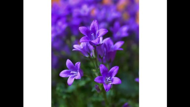 Чудесный колокольчик цветок смотреть онлайн