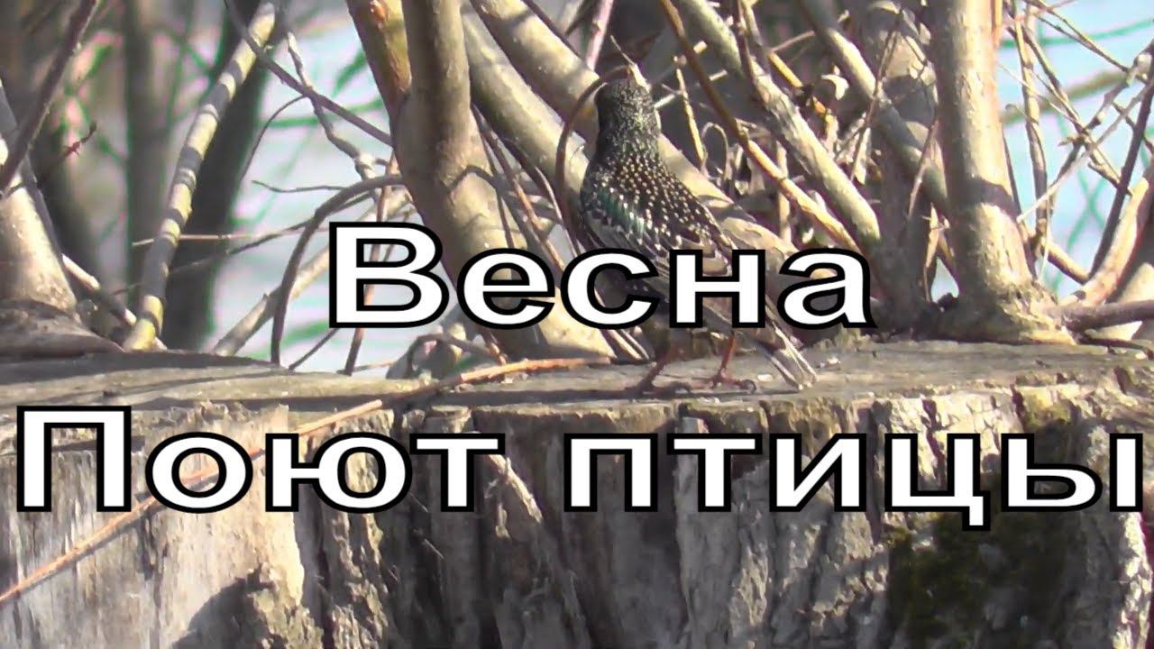 Пение птиц. Берег реки Обь. Пригород Новосибирска. Звуки природы. Природа весной.