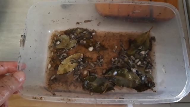 Коптим сало в домашних условиях смотреть онлайн