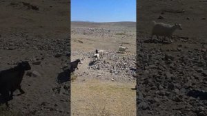 ангорские козы, и  овцы гузнской породы