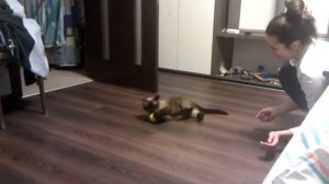 Кот играет с мячиком, как играть с кошкой. Funny cats