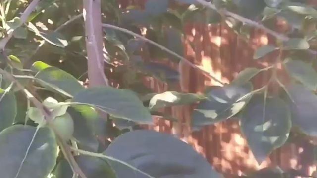 Хурма сорт Кэмпбелл самый скороспелый и вкусный сорт! смотреть онлайн