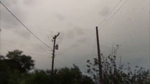 НАШЕСТВИЕ ПАУКОВ! Их просто тысячи!