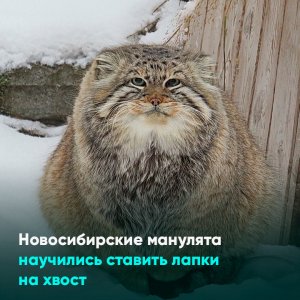 Новосибирские манулята научились ставить лапки на хвост