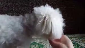 Четвероногий гурман/деревенские лакомства/ мальтезе/ Кристина&Марчик