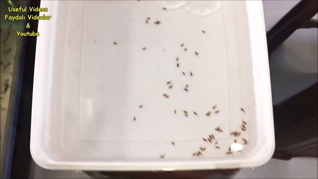 4 Auratus cichlids fish, give birth to 131 baby fish ???? смотреть онлайн