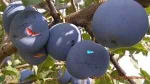 Слива гибридная Ночка (prunus nochka) ? гибридная слива Ночка обзор: как сажать, саженцы сливы Ночк