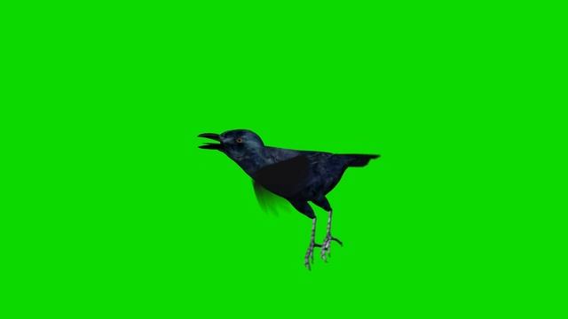 Crow Bird Flying - Green Screen Animation Footage смотреть онлайн