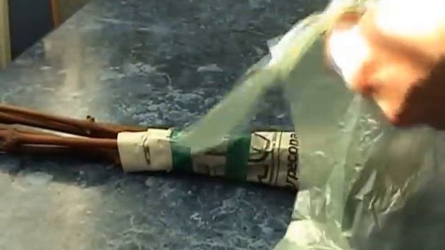 Хранение черенков винограда зимой