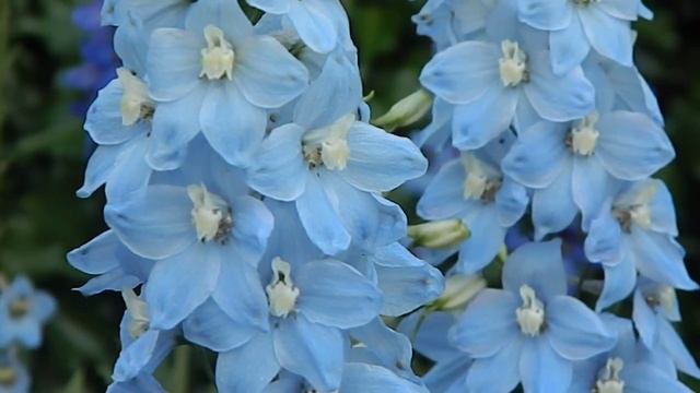 Delphinium belladonna 'Cliveden Beauty' смотреть онлайн