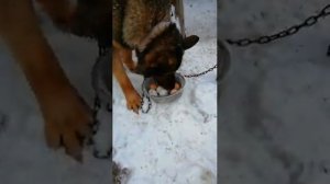 Наш защитник немецкая овчарка зонарно рыжего окраса охраняет дом козлятник и курятник