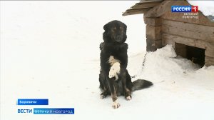 ГТРК СЛАВИЯ Боровичи фонд Найда 05.03.24