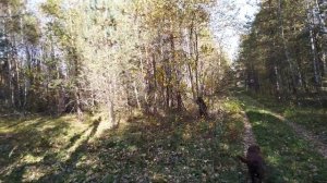 Лесной участок в д. Куприяново