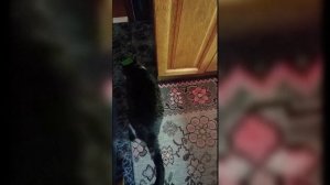 КОРОБКА ОТ ВАЛЕРИАНЫ + МОИ КОТЫ