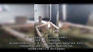 Почему коза не приходит в охоту?