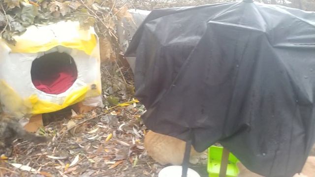 Прячу кашу от дождя смотреть онлайн