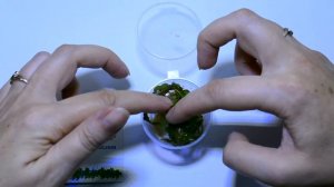 Меристемные аквариумные растения. Часть 2