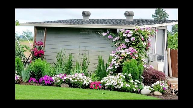 Клематисы смотреть онлайн