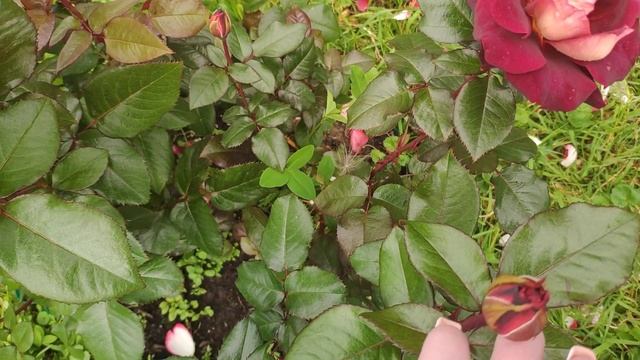 Розы в Подмосковье. EDDIE MITCHELL / Эдди Митчелл (чайно-гибридная) смотреть онлайн