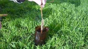 Прививочный секатор видео