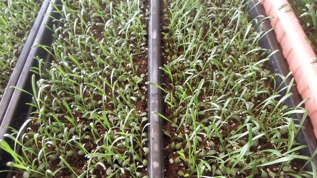 Схема№2 для использования профессиональных удобрений при выращивании петунии и других цветов! смотреть онлайн