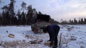 Заготовка дров в лесу. Новая делянка. Тулан поехал со мной. Косачи на деревьях.